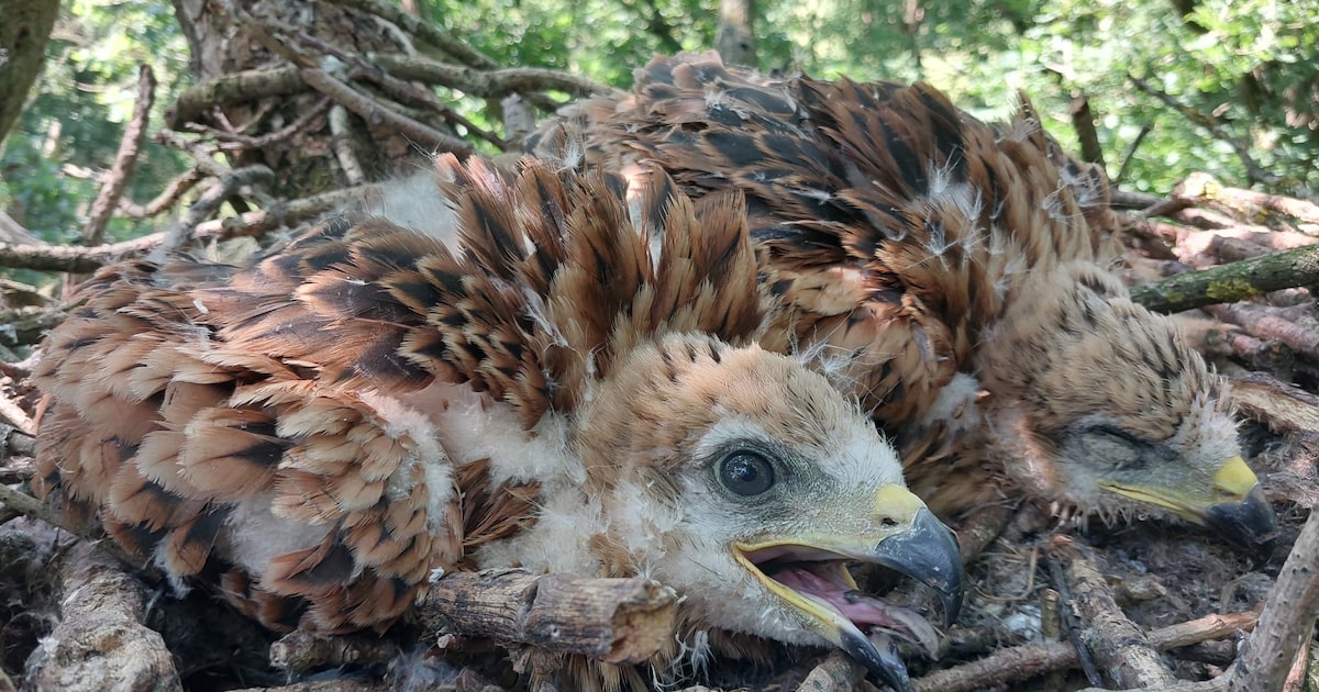 De jonge wouw Dalf is hoog in de boom teruggezet in zijn nest. Zou hij denken: hé, ik ben weer thuis