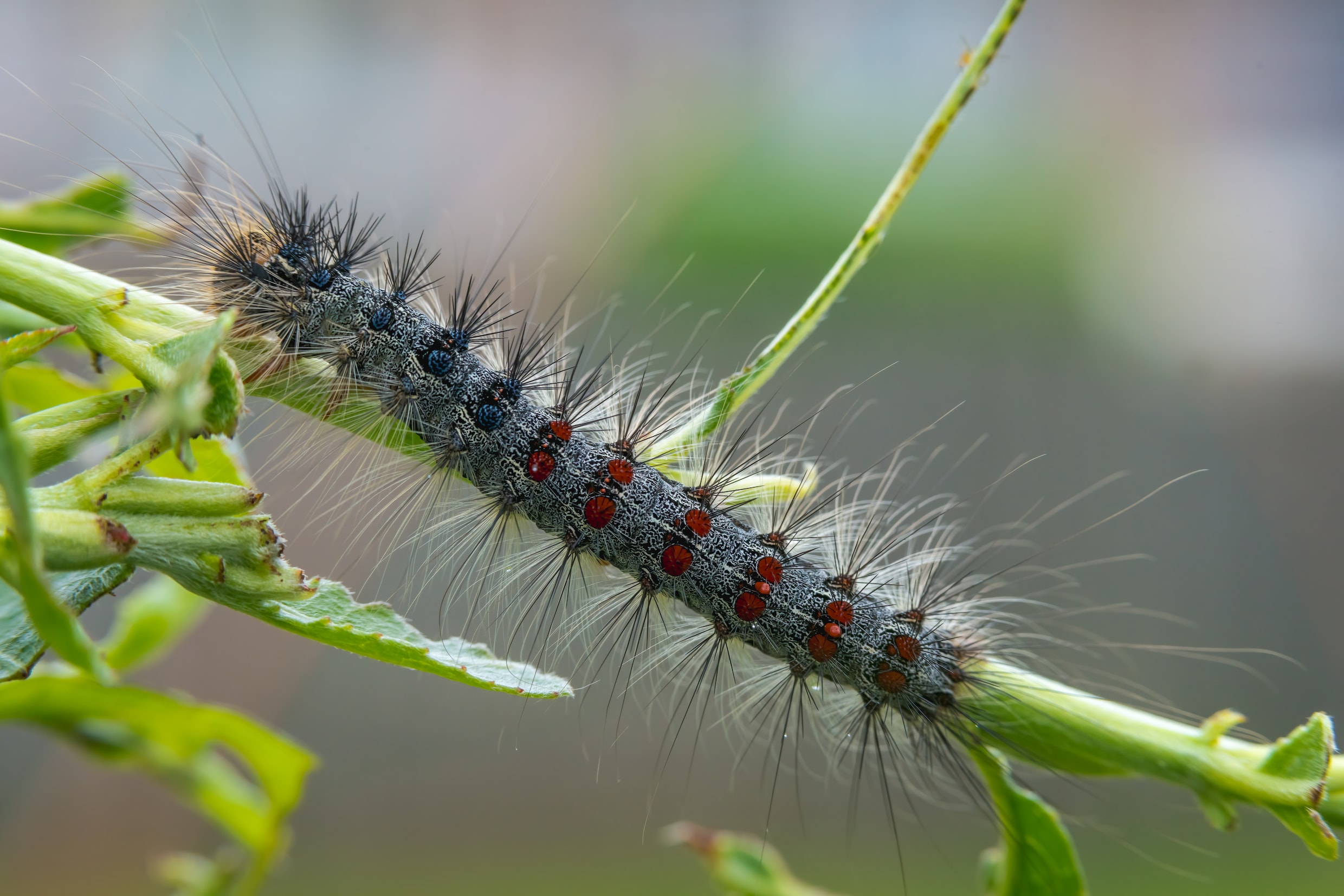 Een Aziatische hoornaar mag je doodslaan, een Europese niet. Maar ...