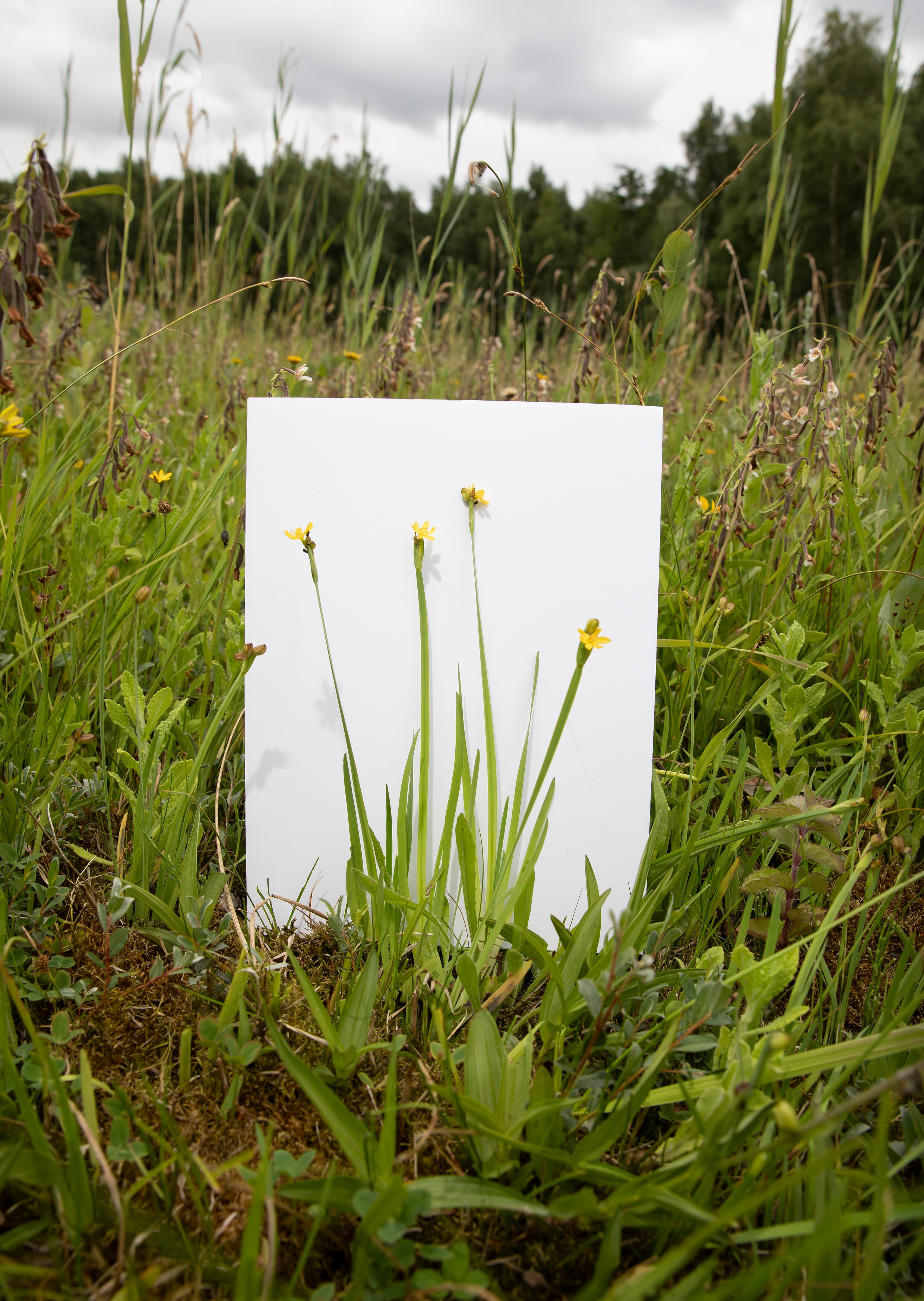 Exoten in de aanbieding: over de impact van uitheemse planten op de ...