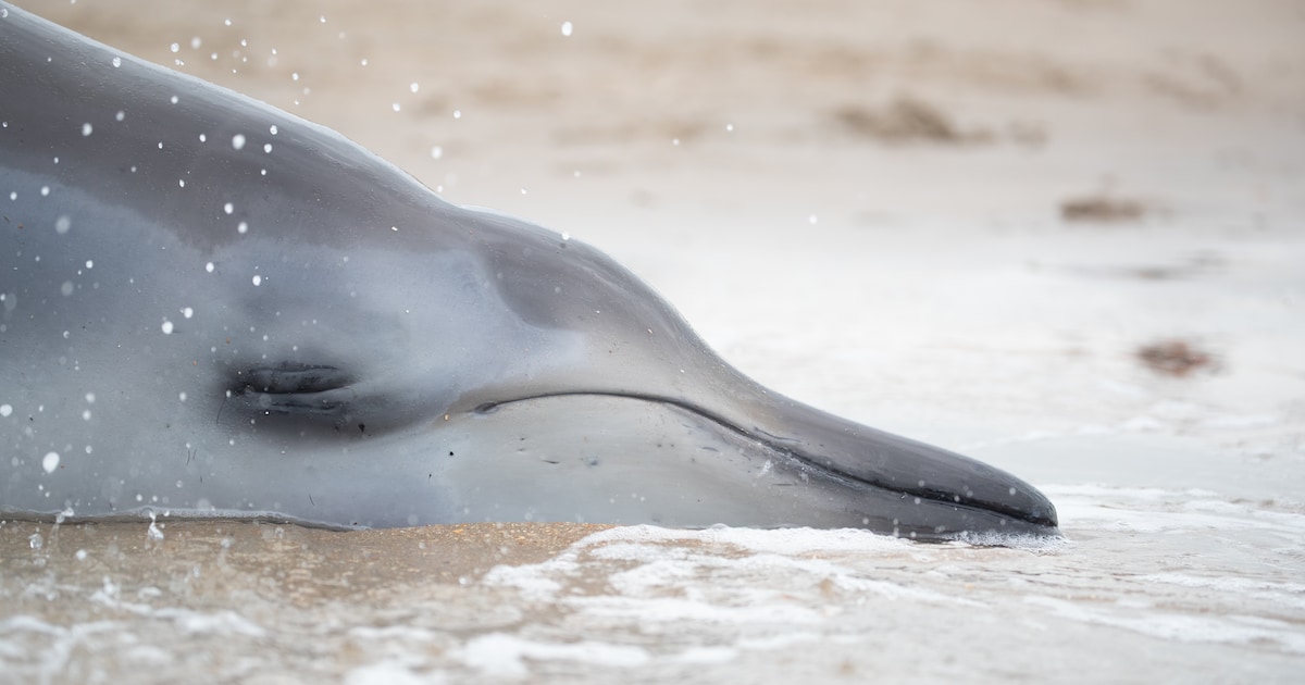 De dieren die aanspoelden bij Wijk aan Zee zijn geen dolfijnen