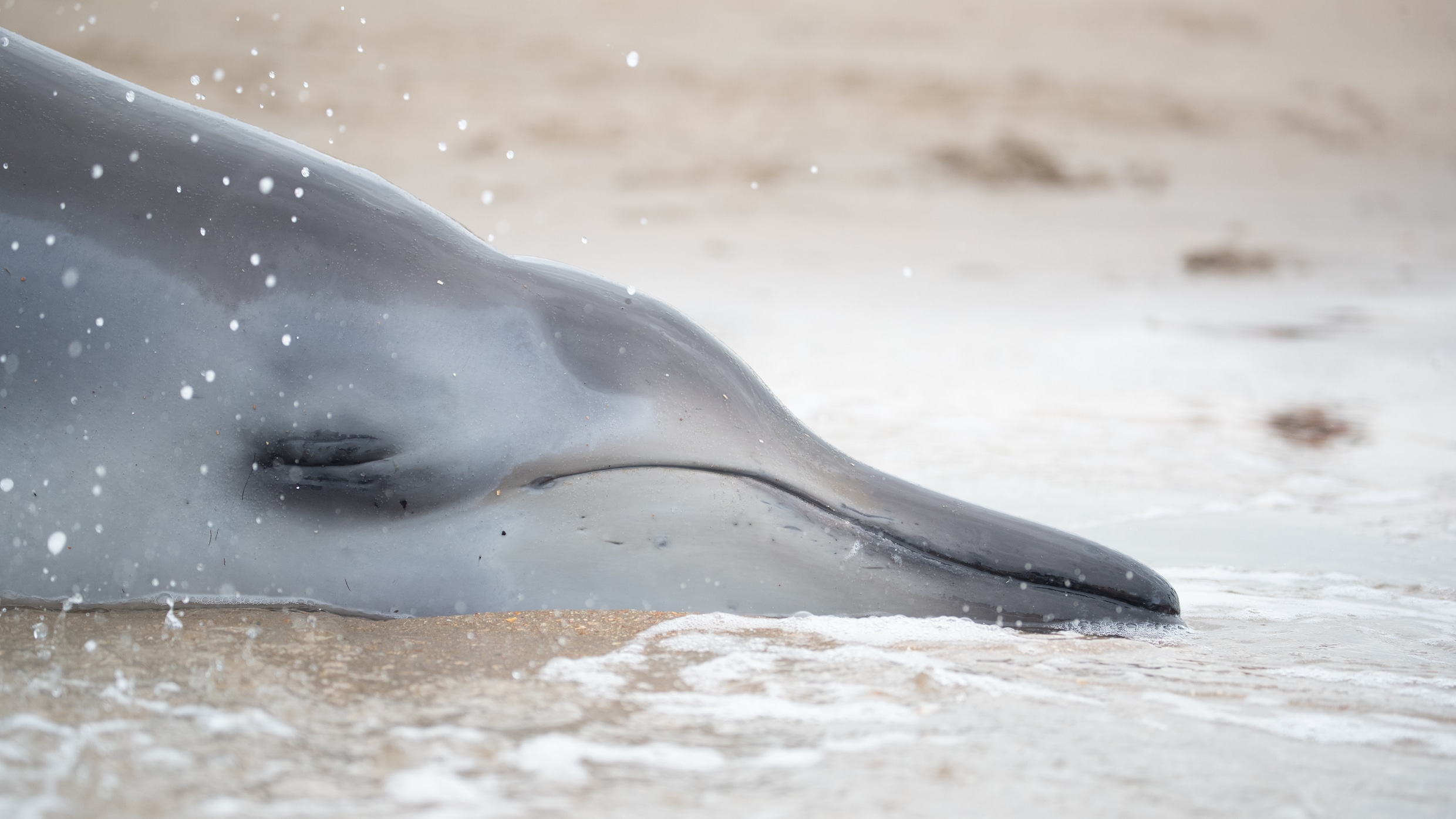 De dieren die aanspoelden bij Wijk aan Zee zijn geen dolfijnen | Trouw