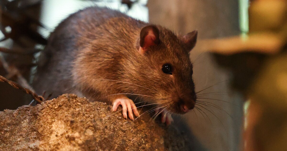 Via de ratten-A28 kan de rat moeiteloos een dagje badkamer doen | Trouw