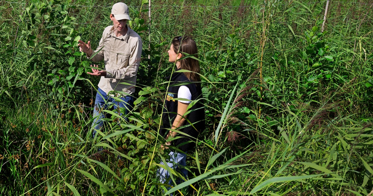 Via bomentinder kregen al 2,5 miljoen weesboompjes een nieuwe plek om te wortelen. ‘Natuur heeft gee