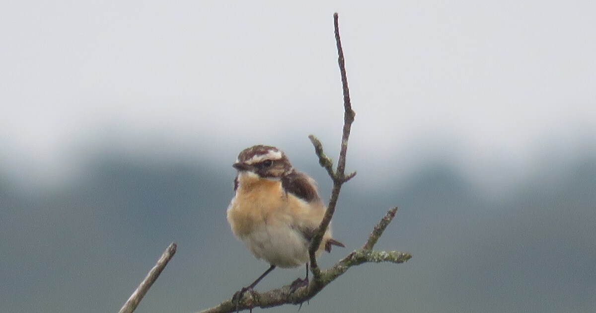 Zoeken naar verrassende trekvogels op Schiermonnikoog