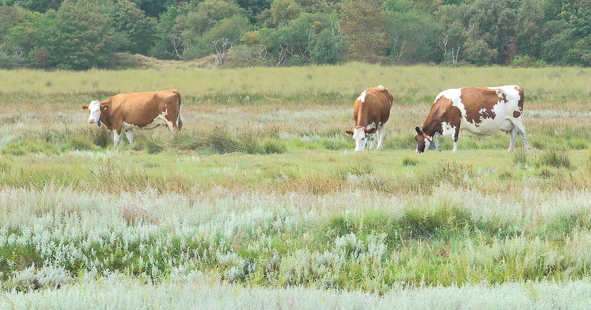 Op zoek naar een vergeten pad op Schiermonnikoog