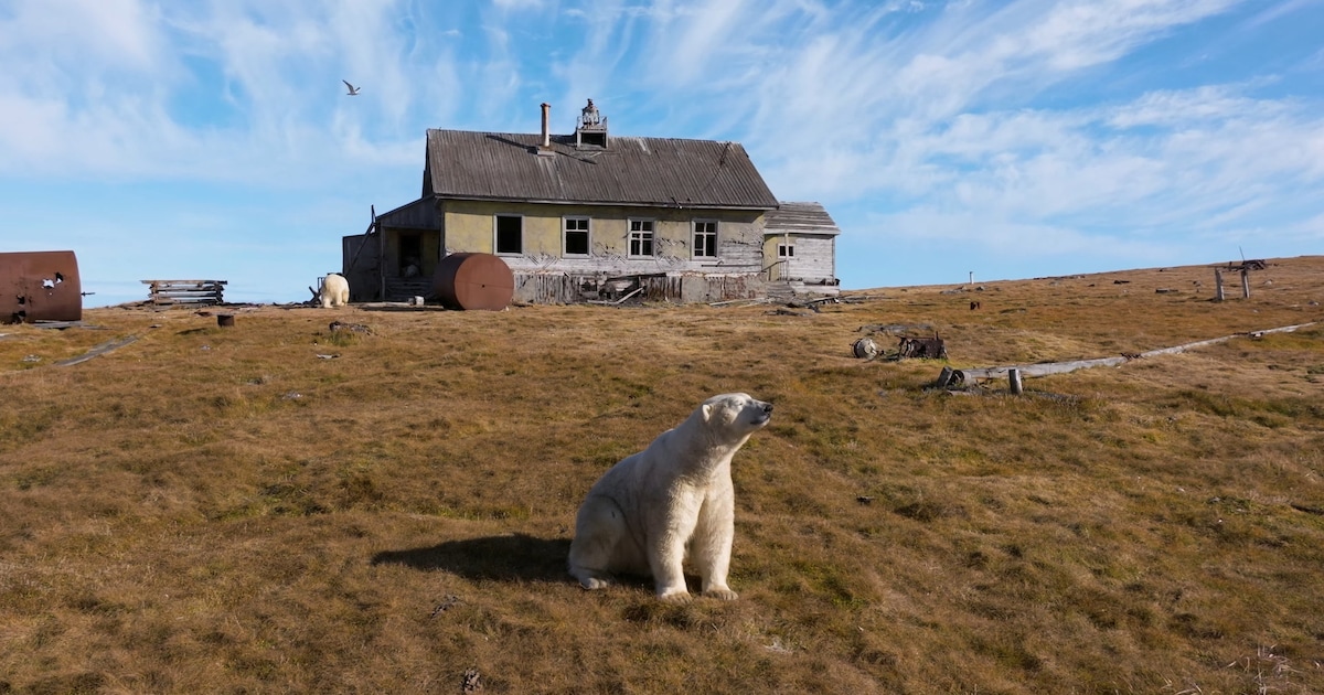 Op de vlucht voor smeltend zee-ijs, bezetten ijsberen een oud Russisch weerstation