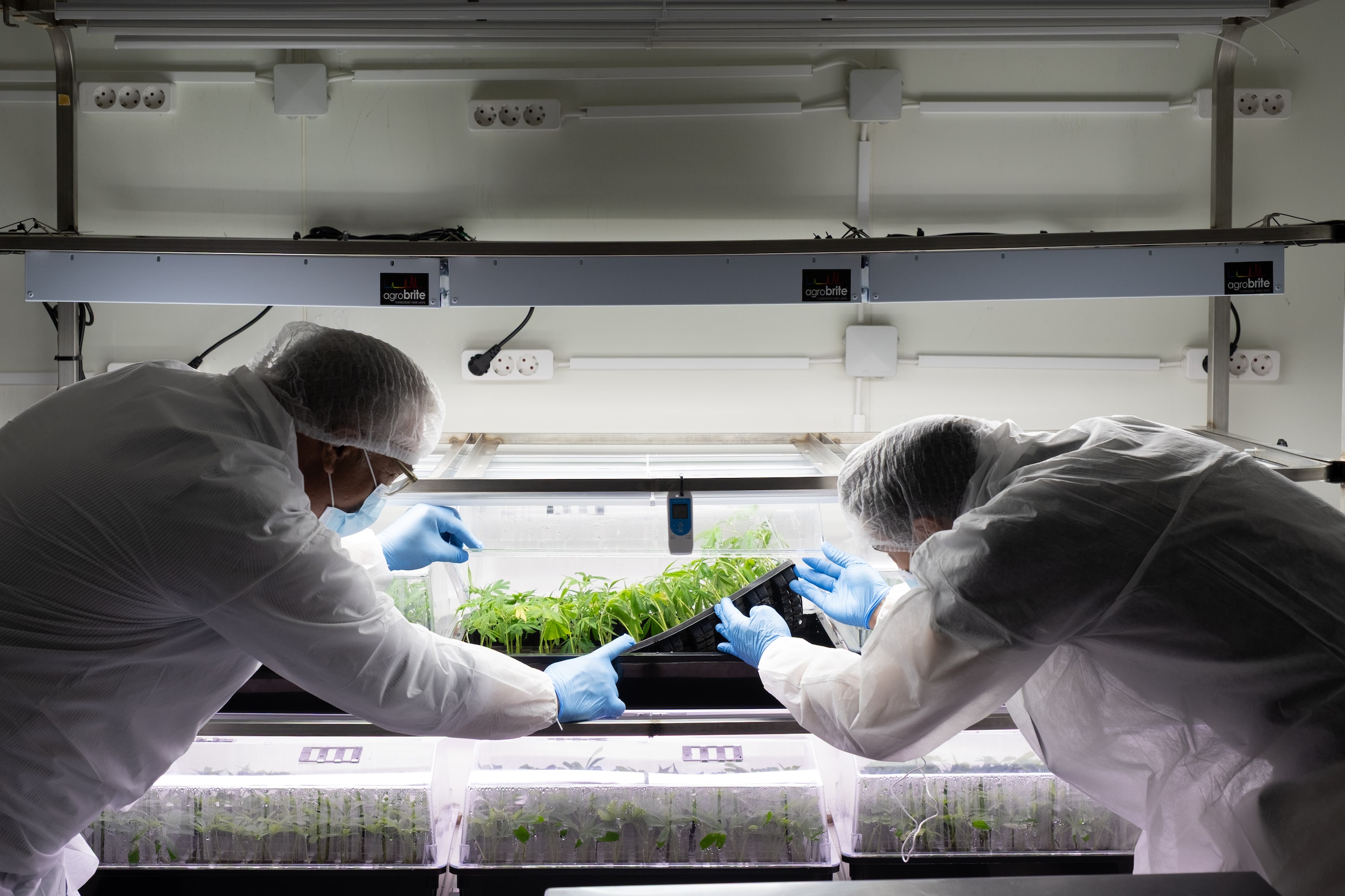 Medewerker Antonio Velez (links) en opleidingscoördinator José Telo da Gama bekijken de stekjes die de studenten onlangs hebben geplant.