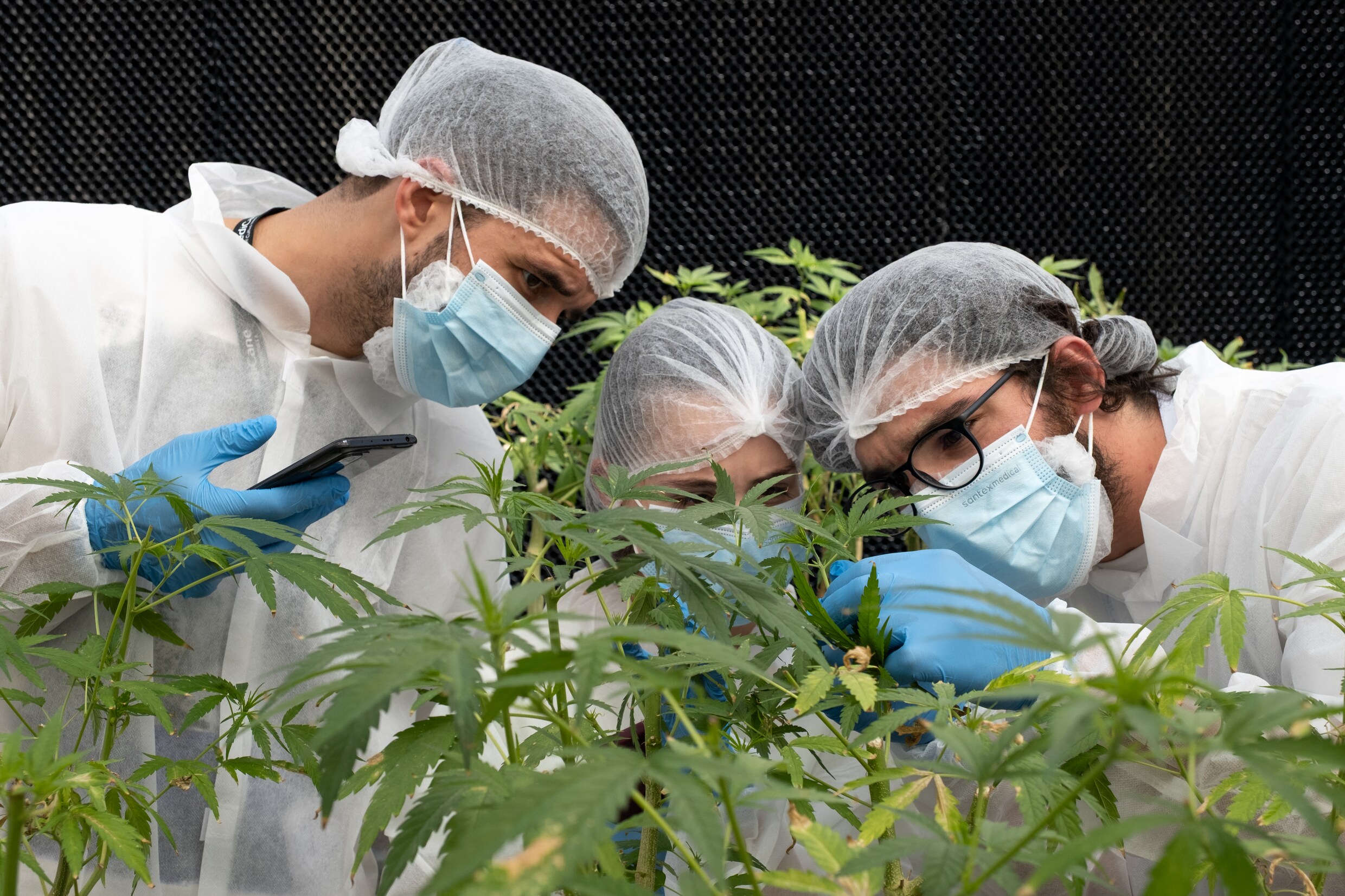 De studenten leren goed naar de blaadjes en stammen van verschillende wietsoortplanten te kijken.