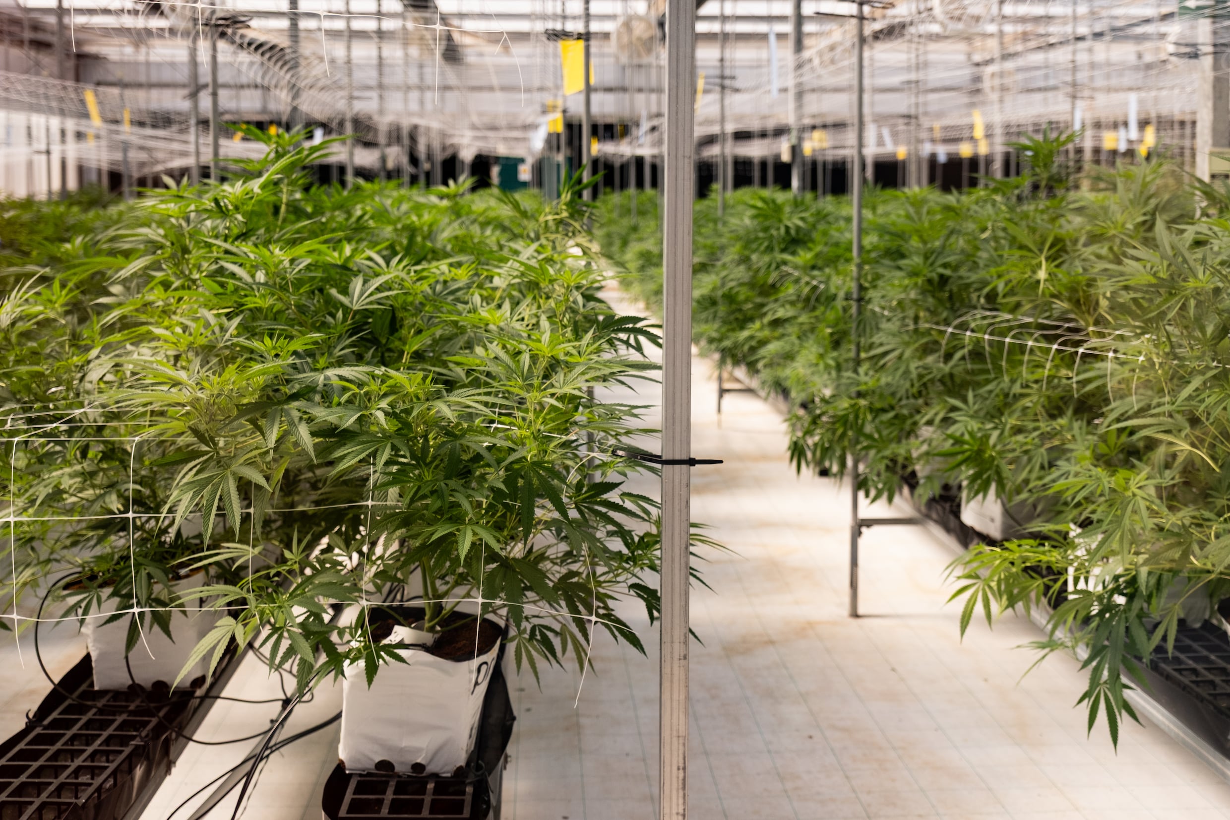 De medische marihuana van farmaceutisch bedrijf Medicane. Hier mogen de studenten van de opleiding aan de Politécnico de Portalegre alleen op bepaalde momenten onder begeleiding komen. De studenten hebben binnen het bedrijf een eigen afdeling waar met planten geëxperimenteerd mag worden.