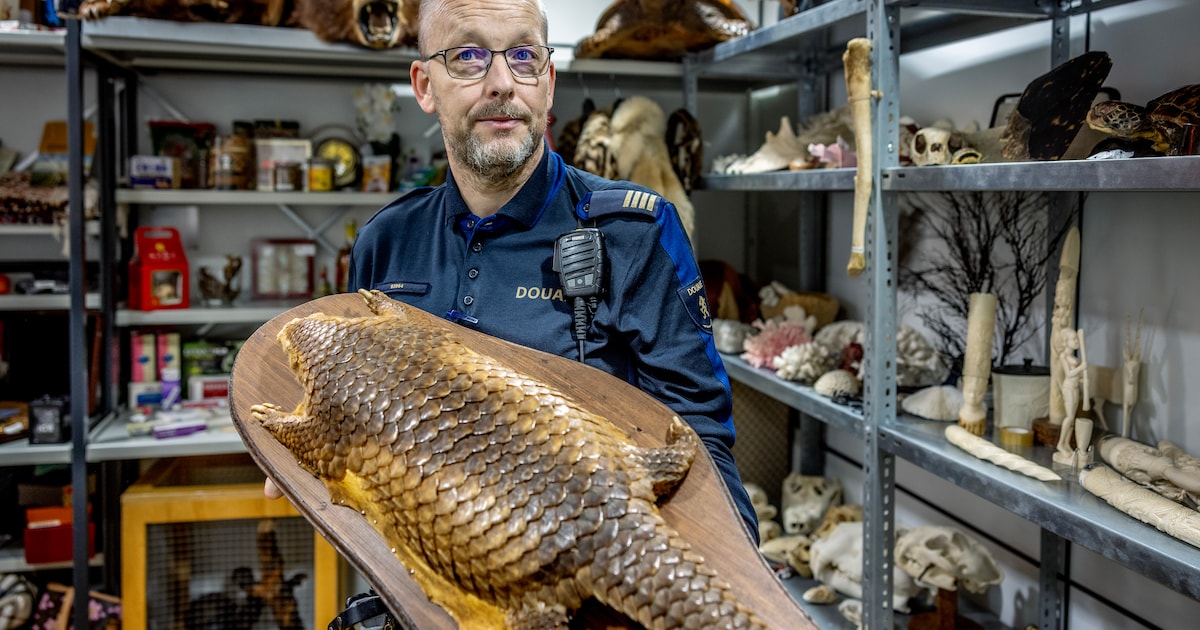 Een olifantenpoot of een jas van wolvenbont? Douanier Niels kijkt er niet meer van op. ‘Dit is dagel