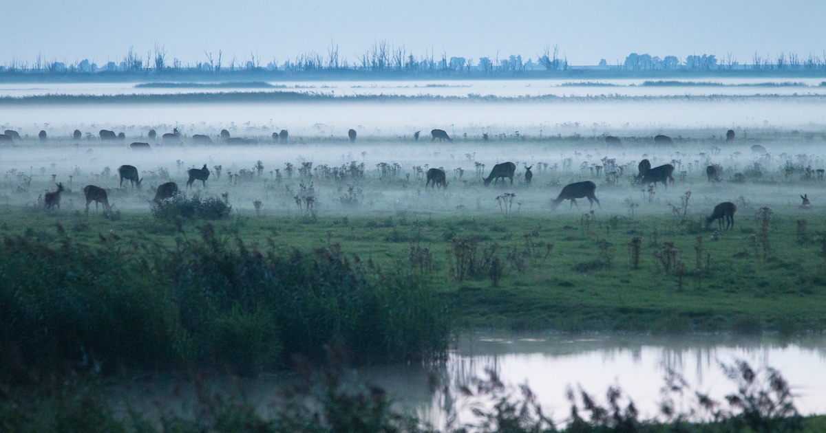 Weer buigt een rechter zich over de Oostvaardersplassen, en dit keer gaat het over het edelhert