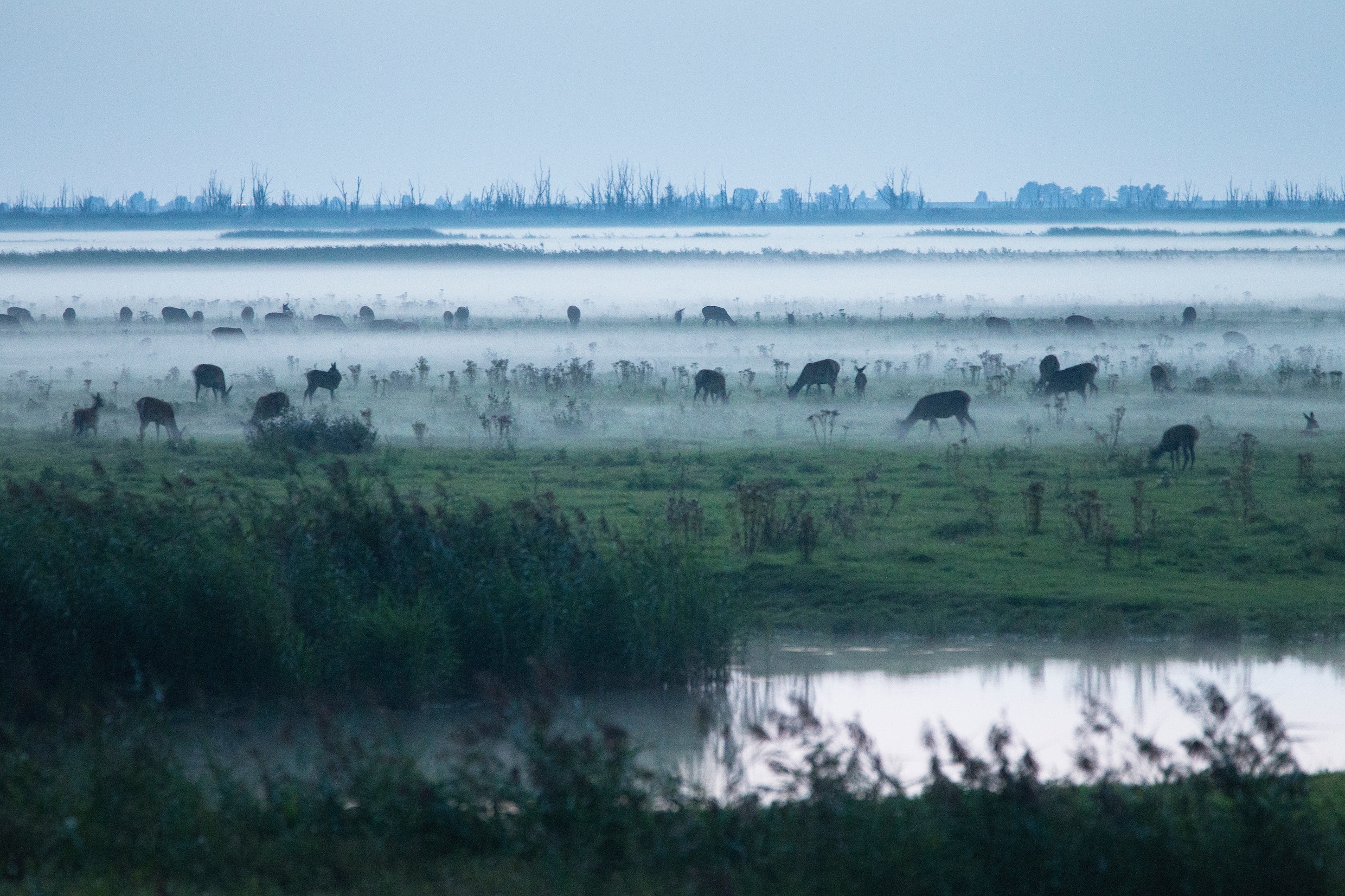 Edelherten in de grondmist in de Oostvaardersplassen.