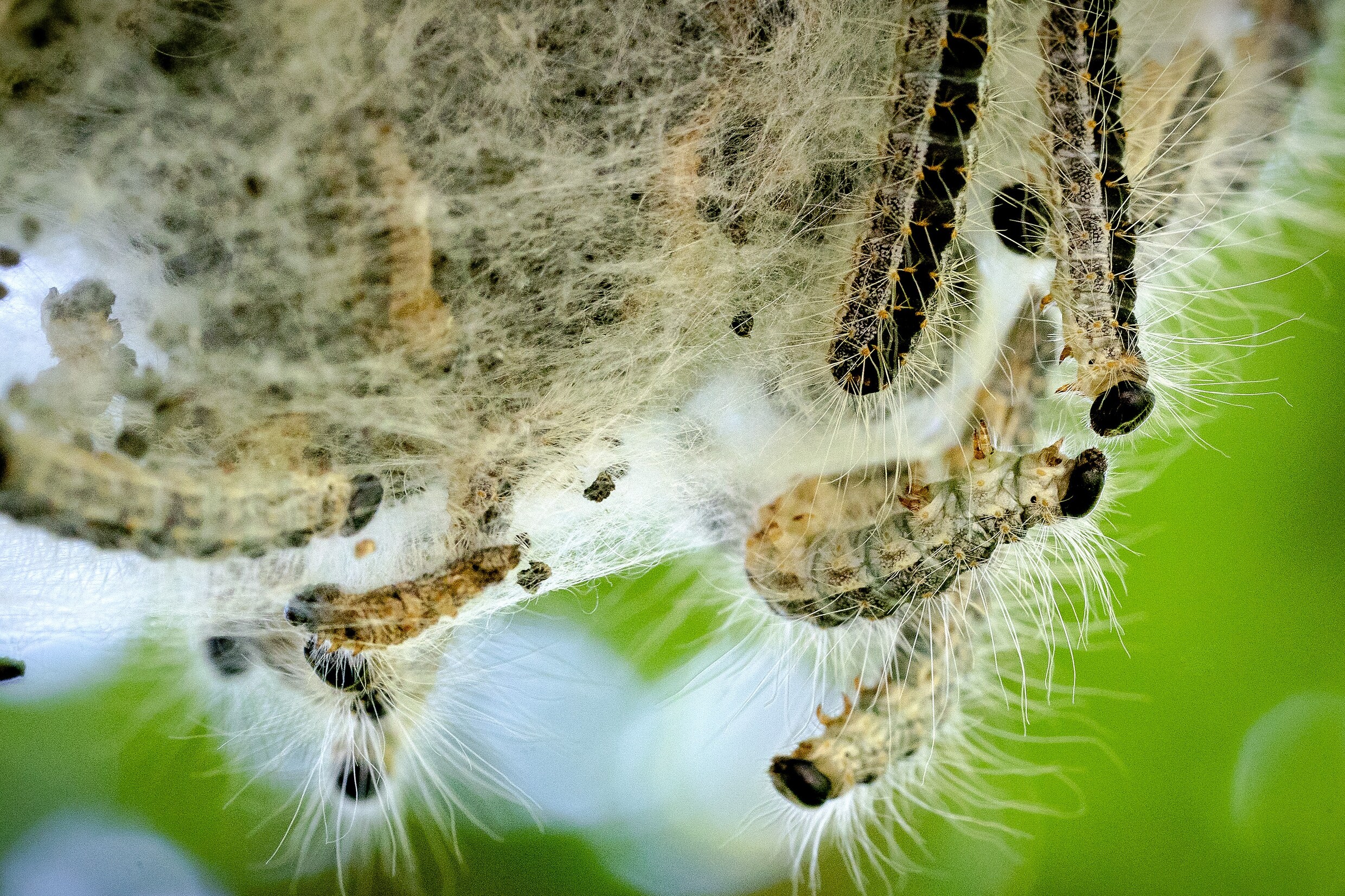 Een nest van de eikenprocessierups.