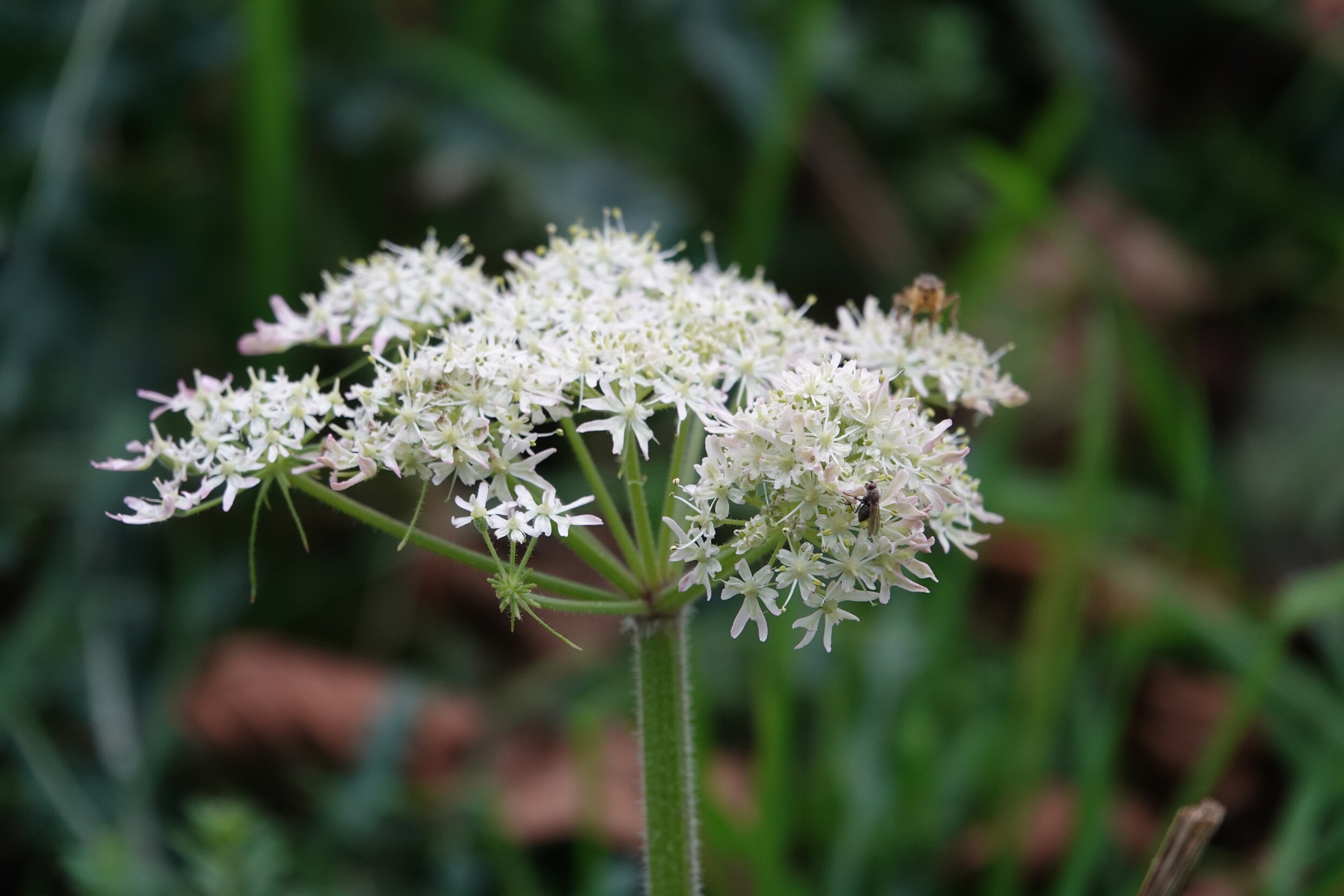 Berenklauw met een bloemvlieg en een strontvlieg.