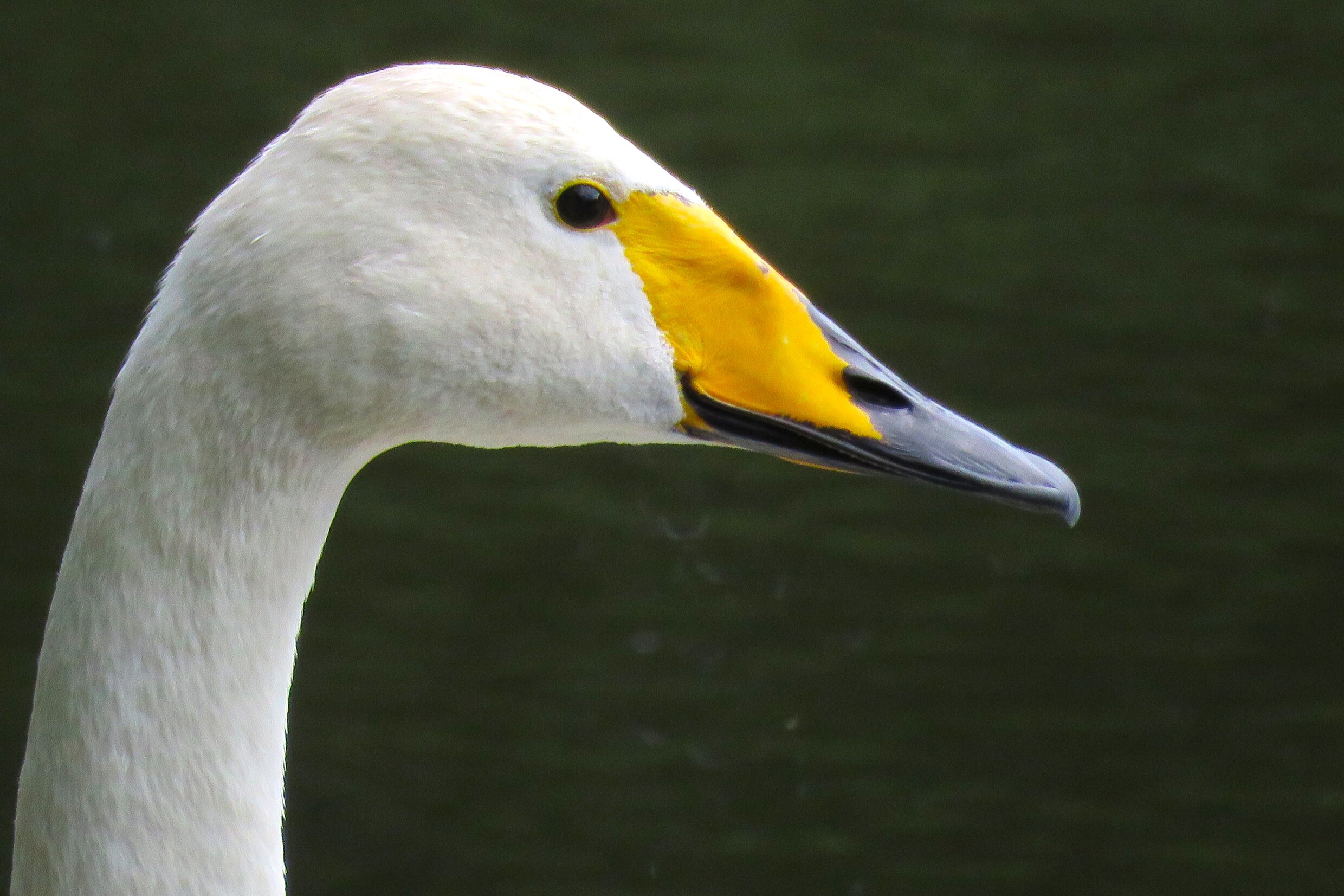 De wilde zwaan, te herkennen aan de rechte, geel-met-zwarte snavel.