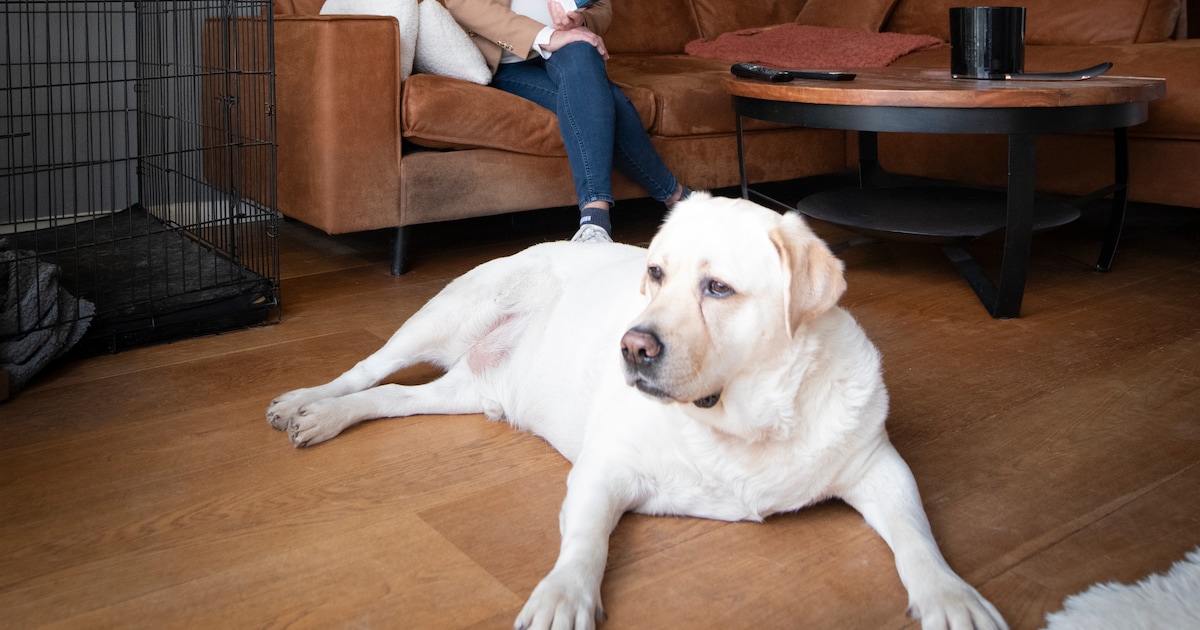 Belinda (61) zoekt een vrouwelijke dame die van dieren houdt