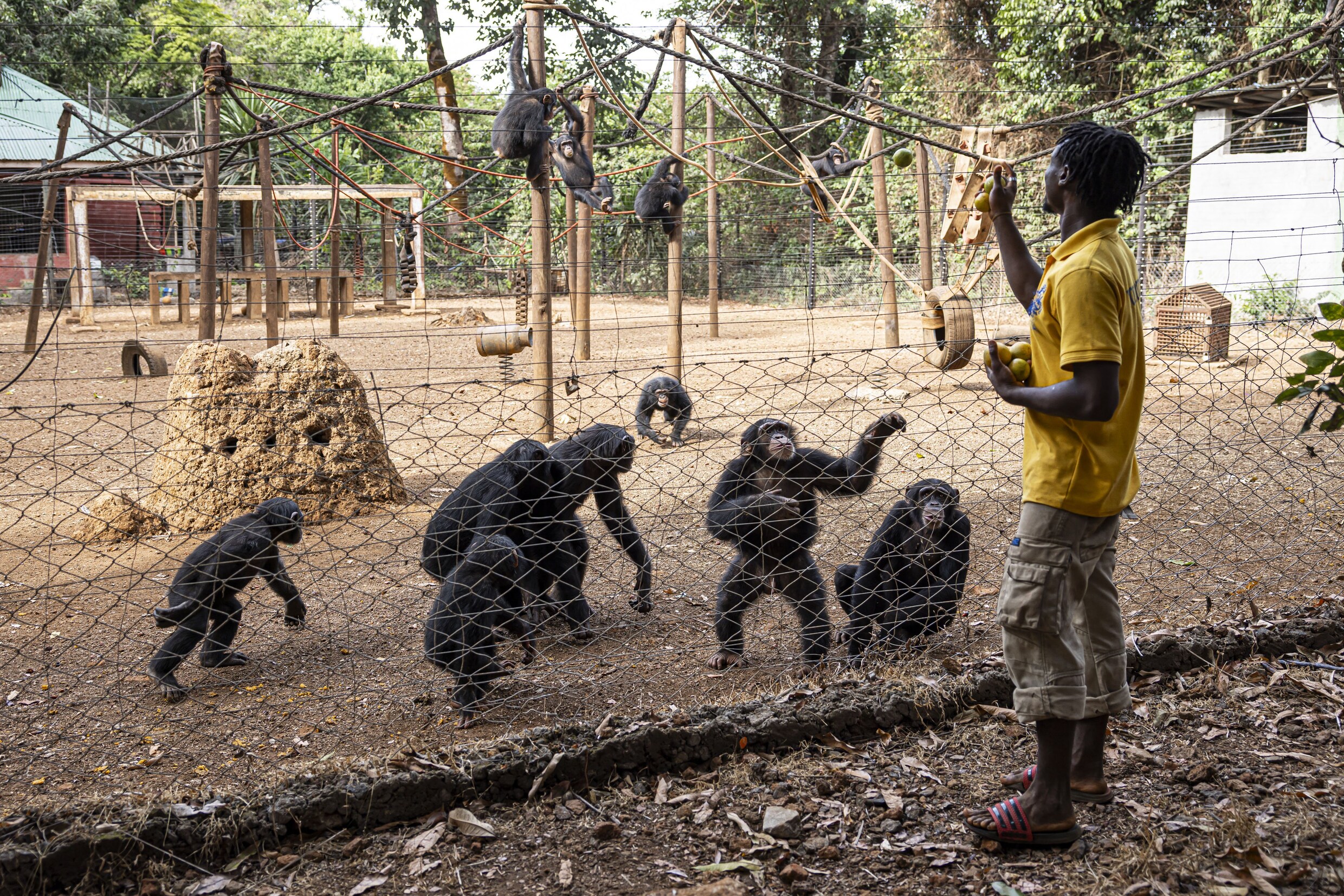 Het tehuis voor chimpansee-wezen, gesloten uit protest tegen ...