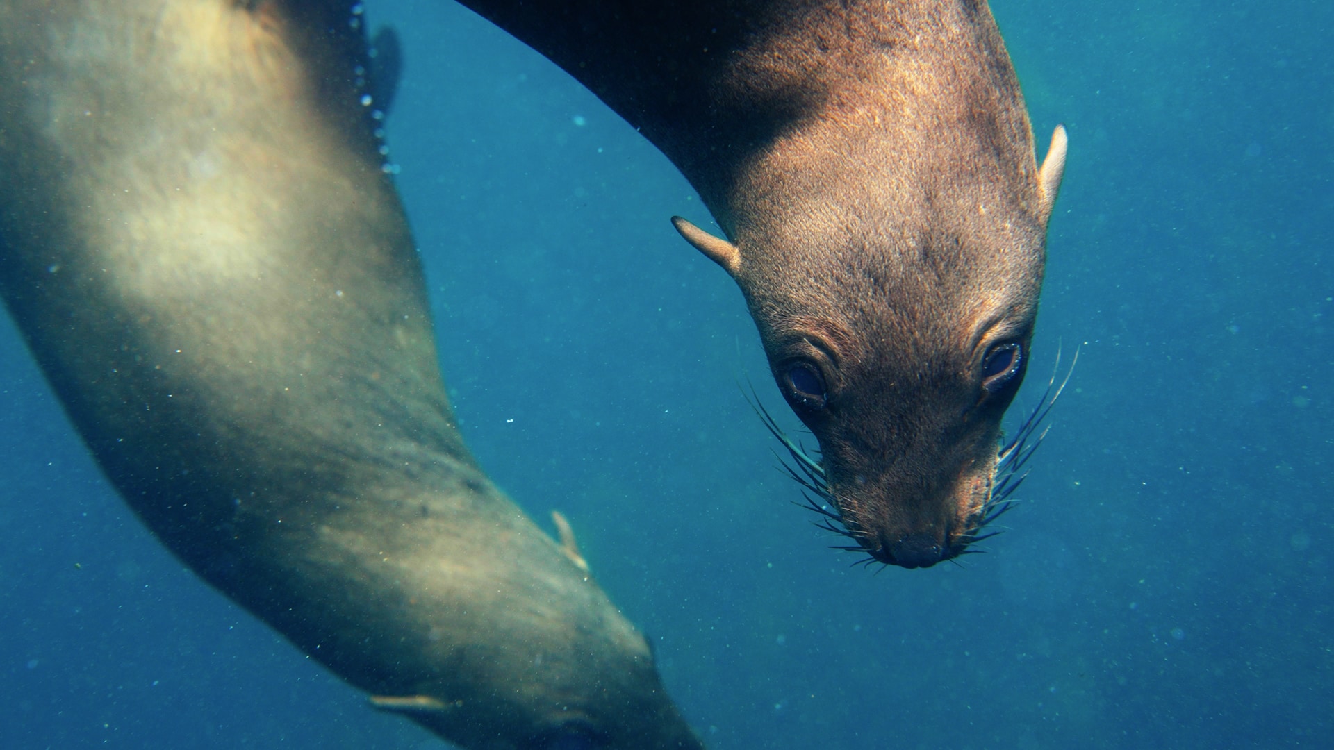 Nu pelsrobben hondsdol kunnen worden, zijn ook andere zeezoogdieren in ...