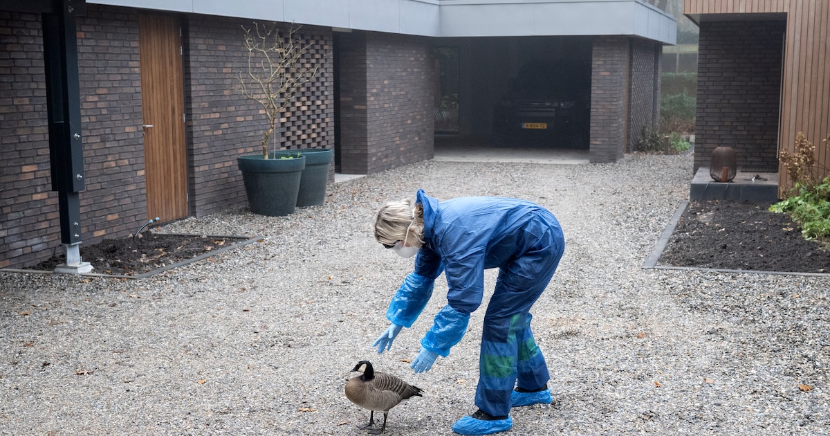 Vogels laten inslapen? Sinds kort is het bij de Dierenambulance bijna elke dienst raak
