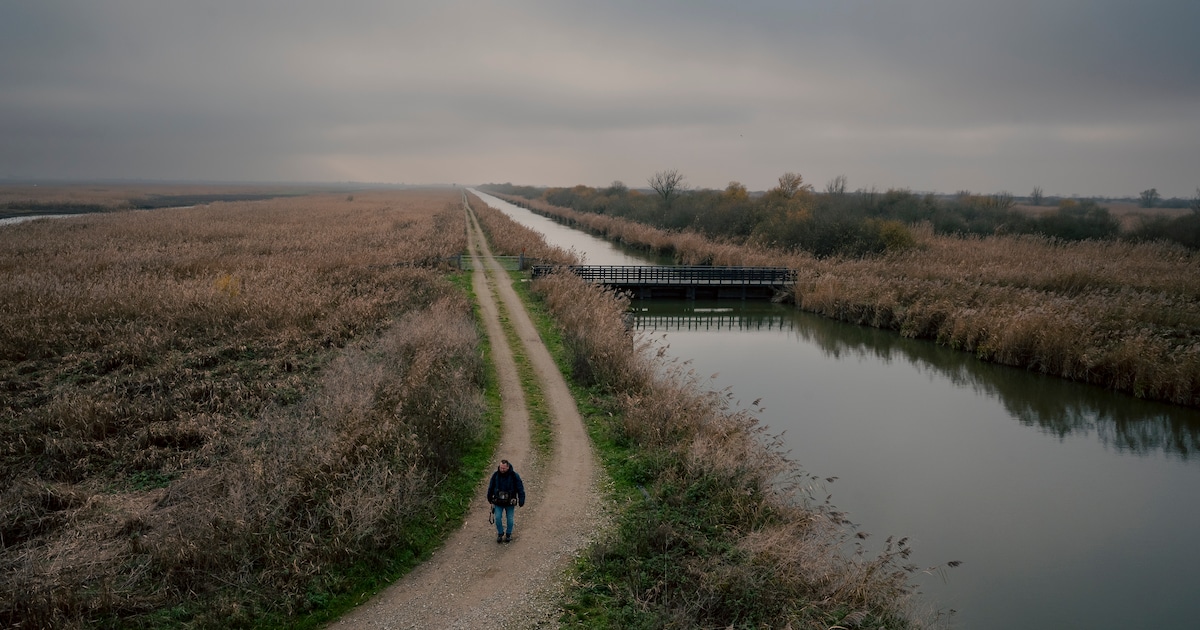 Met minder grazers keren vogels terug naar de Oostvaardersplassen