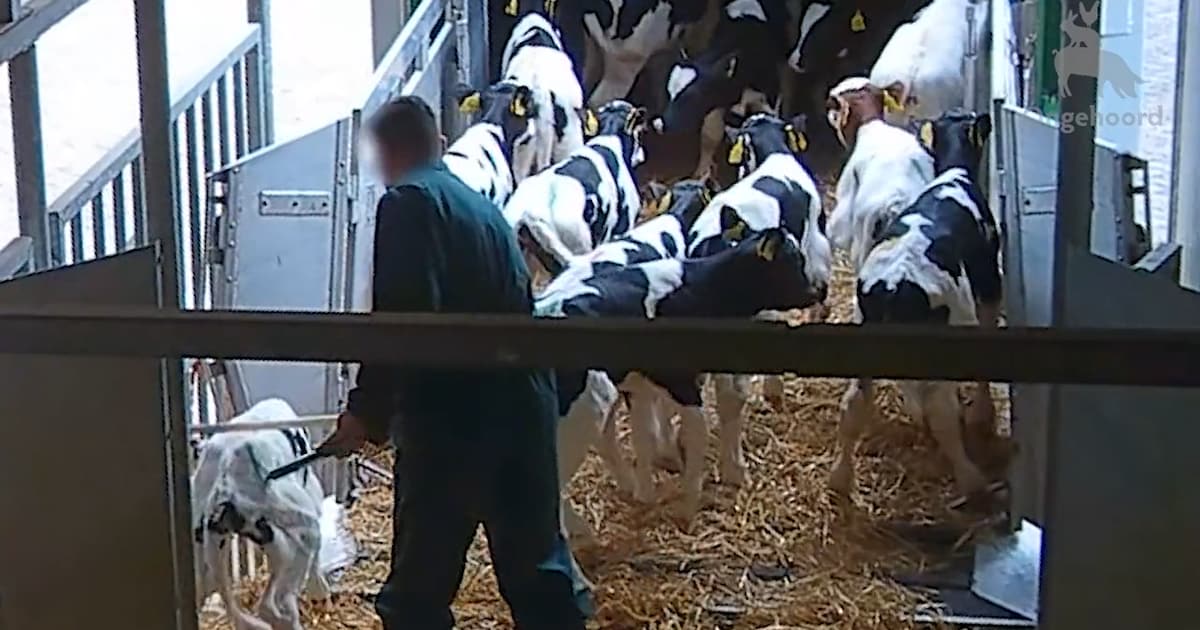 ‘Mishandeling koeien en kalfjes hoort bij de melkindustrie’