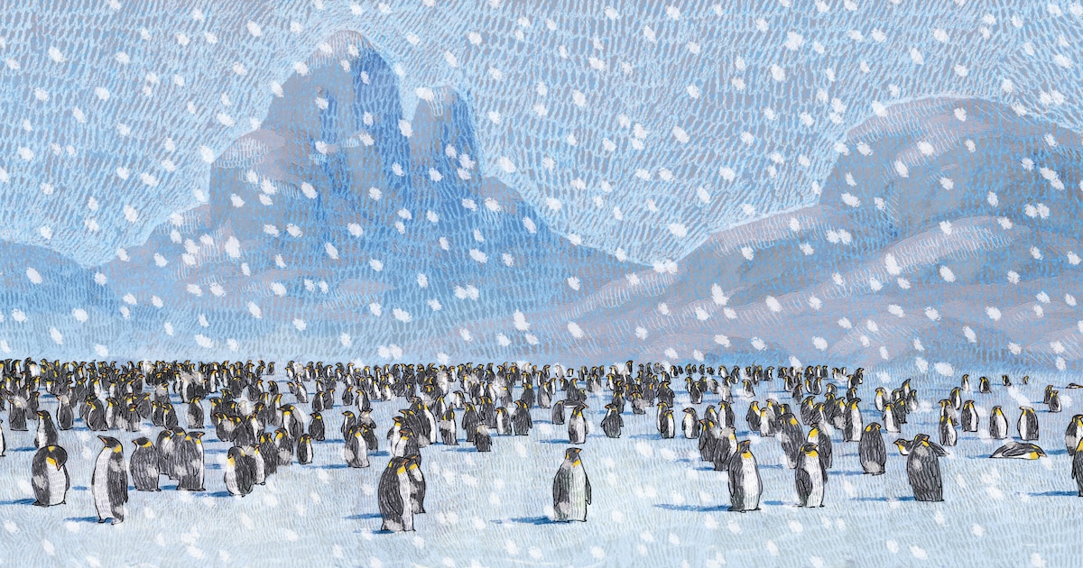 Floris Dorgelo belicht in zijn prentenboeken de diversiteit bij dieren