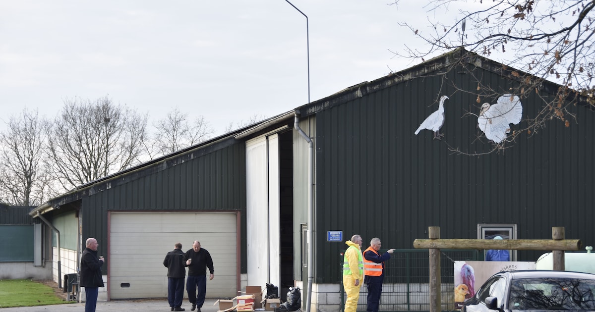 Springt vogelgriep nu over van bedrijf op bedrijf? Nee, denken de instanties voorlopig