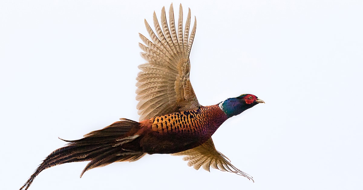 Hert, wild zwijn of gans: is wild duurzamer dan vlees uit de bio-industrie?