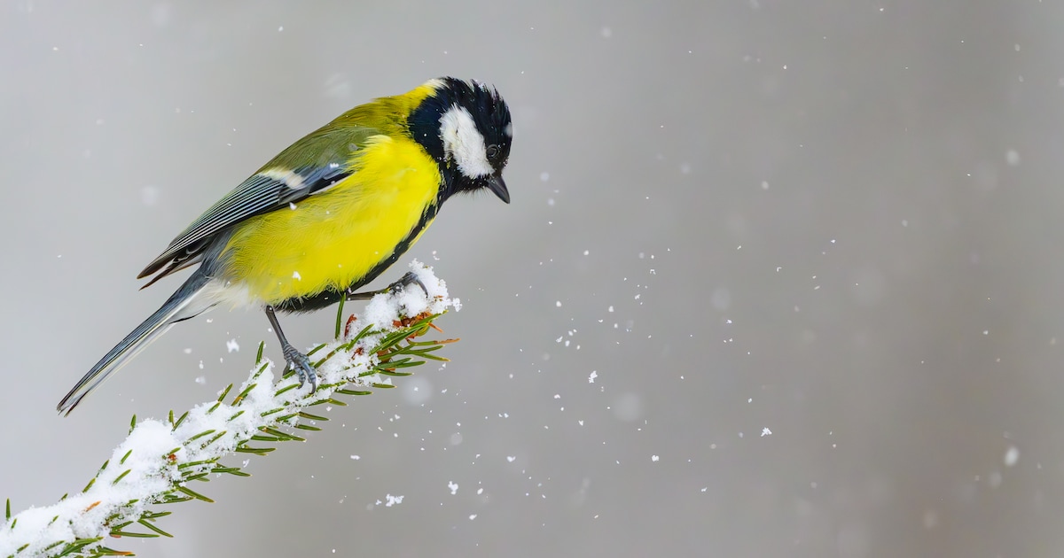 Vogels lijden ernstig onder de winter, veel andere diersoorten redden zich