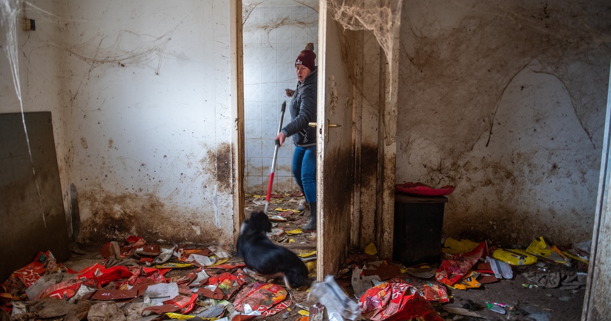 Vrijwilliger Réka Müller redt mishandelde honden in Hongarije: ‘Je moet je emoties echt aan de kant 