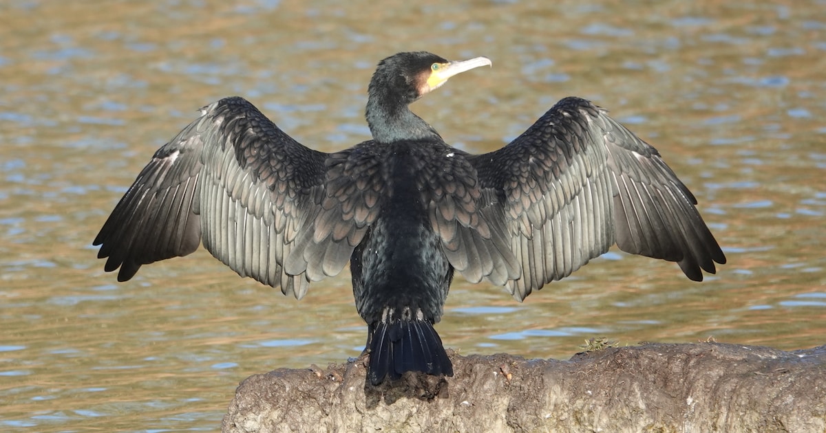 Aalscholvers hebben juist heel geavanceerde poetswas