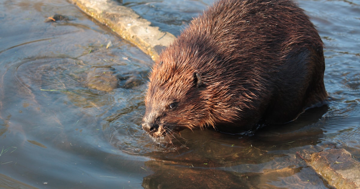 Waar de bever graaft en knaagt ontstaan problemen én oplossingen. ‘We moeten weer van ze leren houde