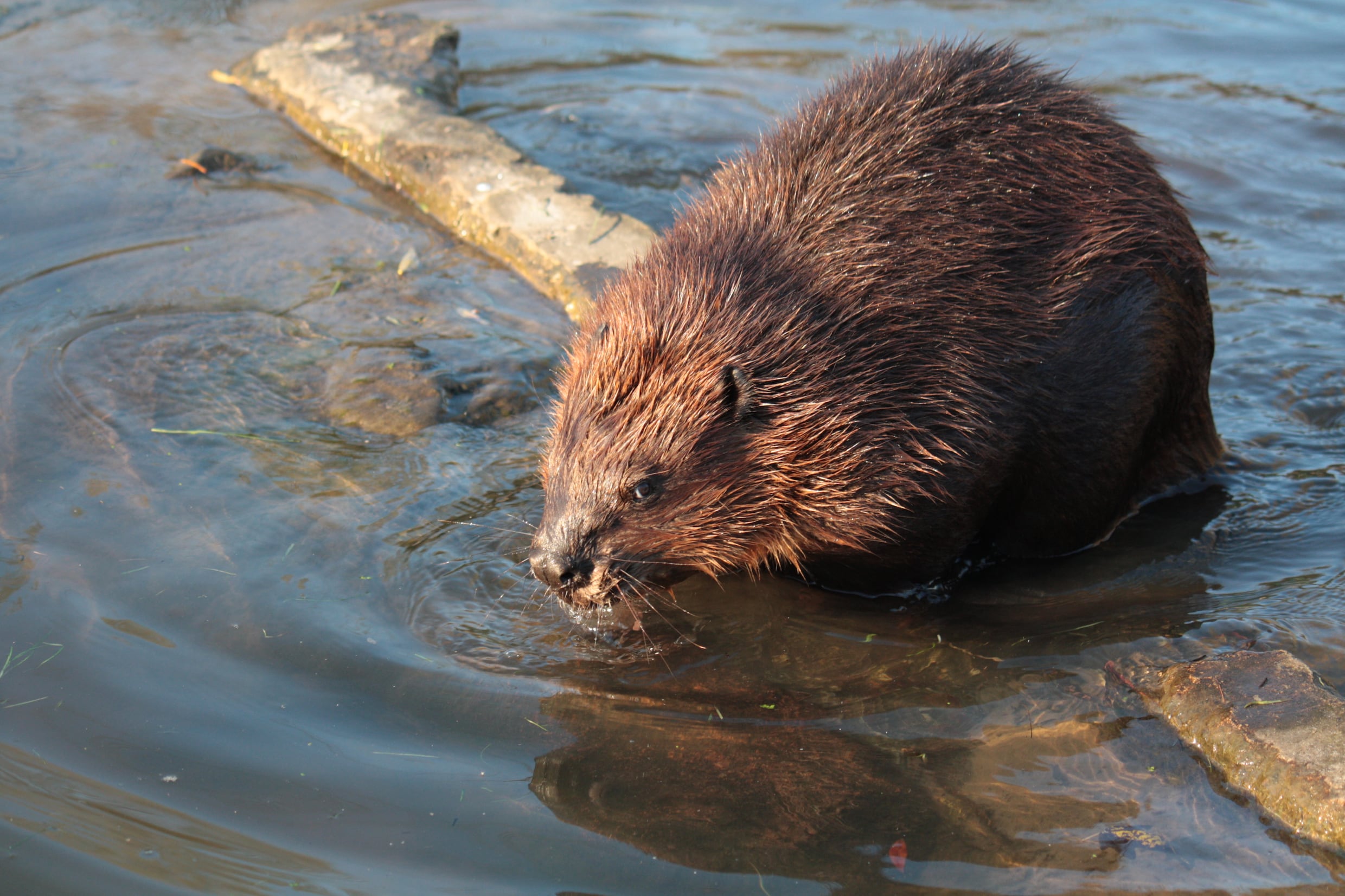 Waar de bever graaft en knaagt ontstaan problemen én oplossingen. ‘We ...