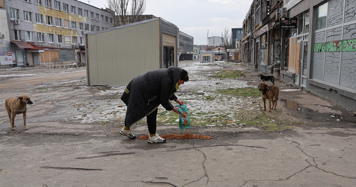 In Cherson maken roedels zwerfhonden de dienst uit op straat