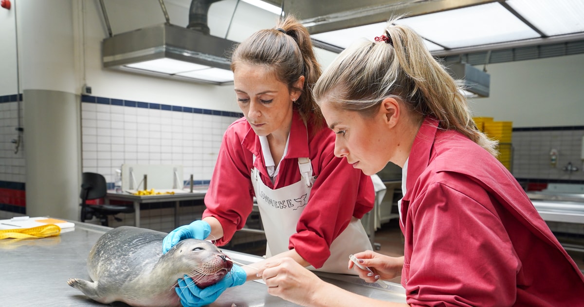 Een dode zeehond verdwijnt in Nederland nog regelmatig in de kliko