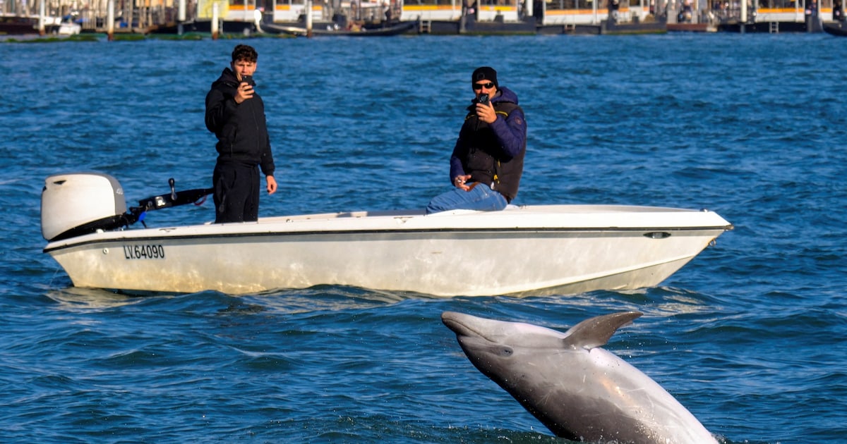 Dolfijn Mimmo wil niet weg uit Venetië, ook al zwemt hij er eenzaam en alleen in de baai