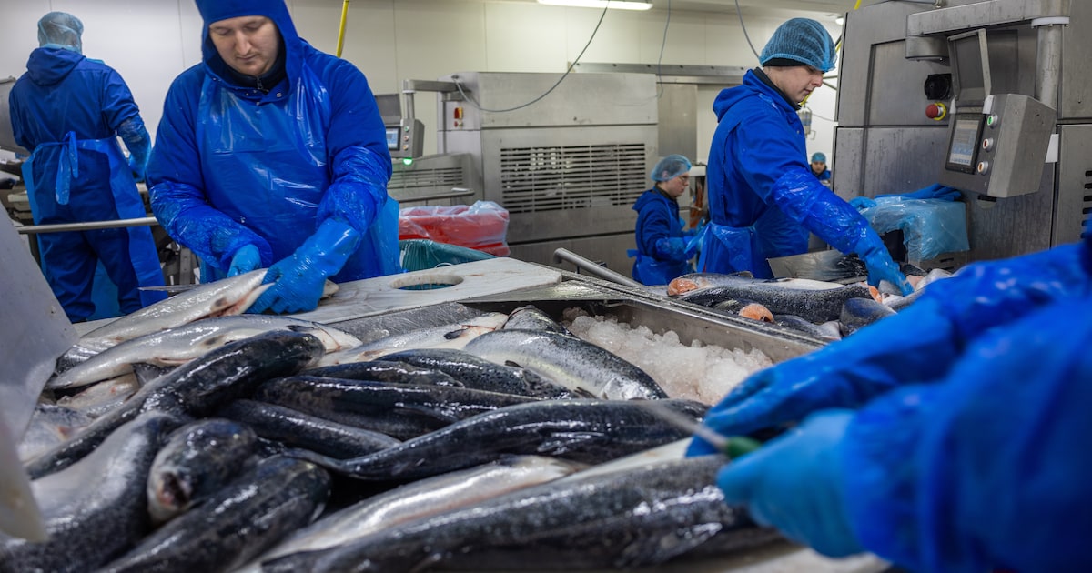 Fonkelnieuwe ‘Port of Urk’ stuit op grens door water- en stroomtekort