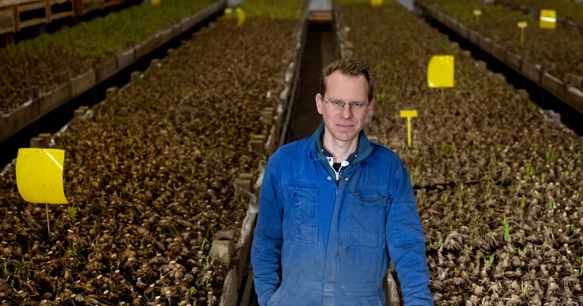 Boost voor biobollen in Bergen: ‘Het kan dus wél’