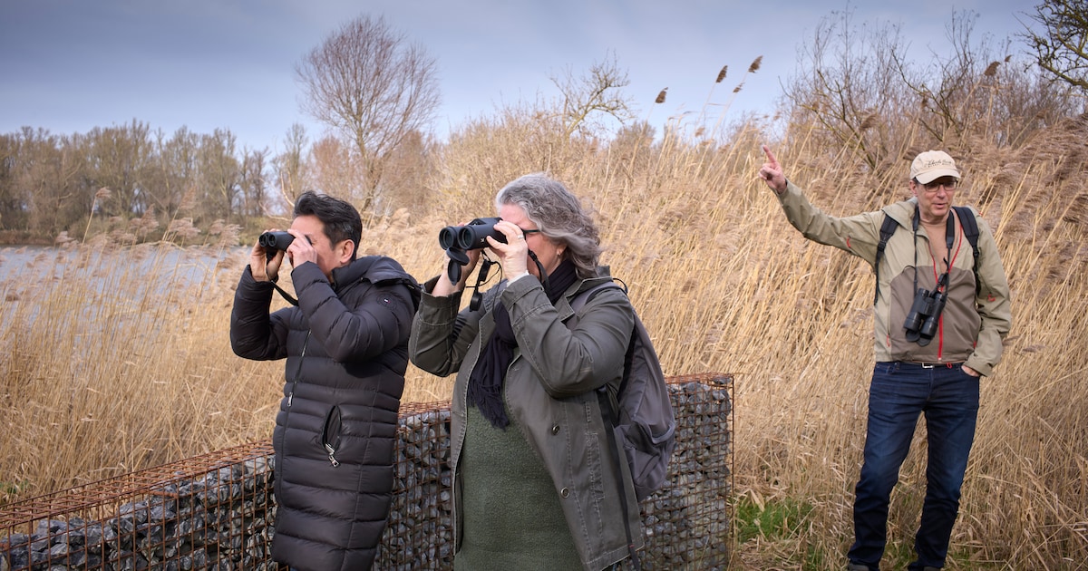 In de Nederlandse wildernis is meer te zien dan je denkt. ‘Een wolfspin met kleintjes op de rug is n