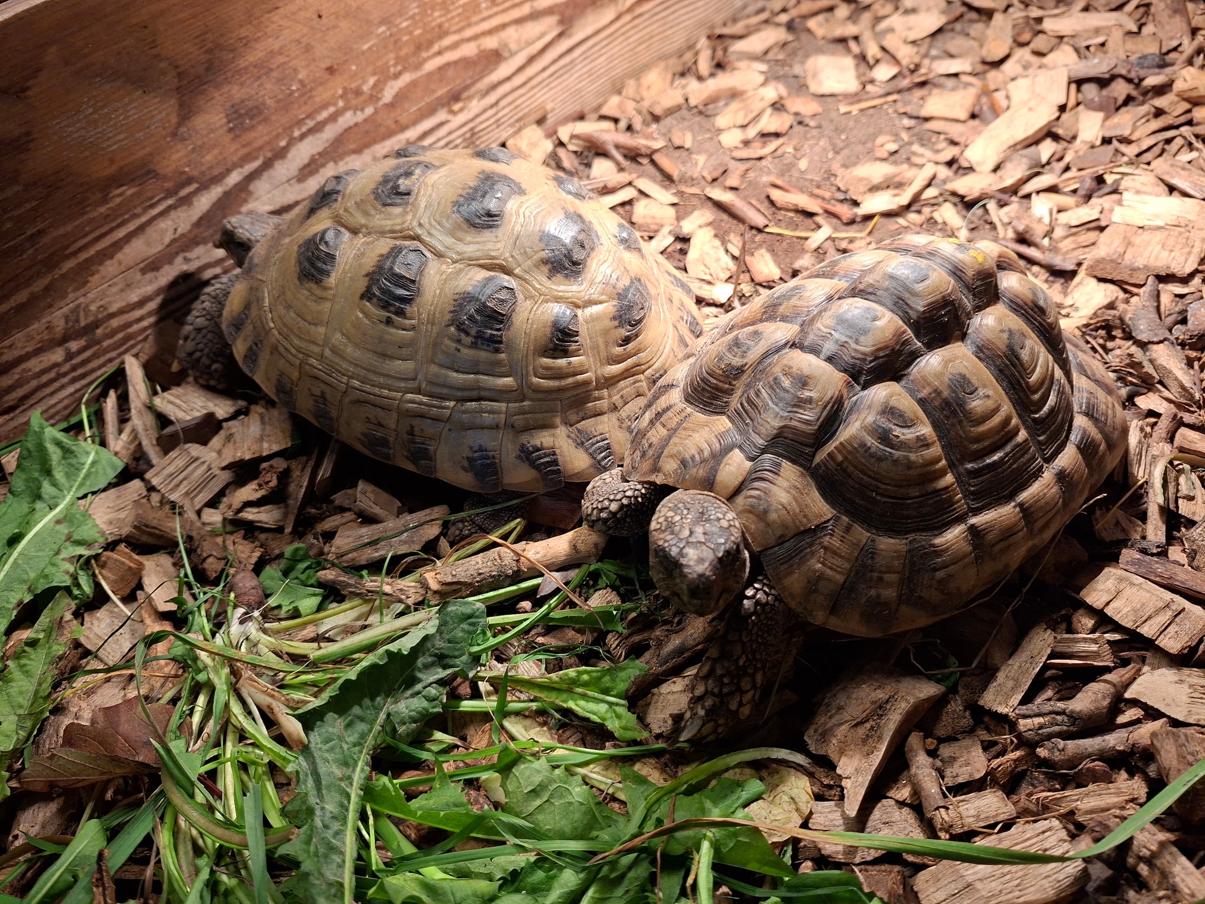 De schildpaddenliefde van Rudo Snabilie begon al jong. ‘Met zijn oudste ...