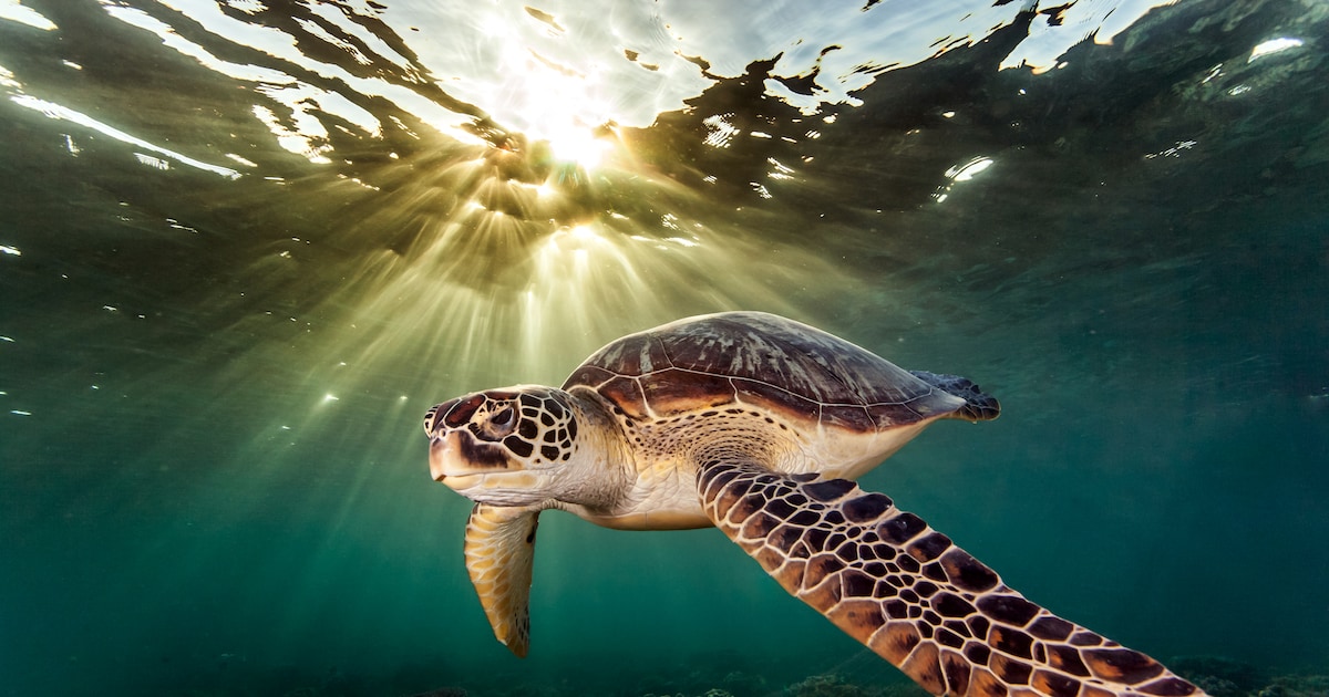Meer rondtrekkende diersoorten met uitsterven bedreigd, maar er zijn ook lichtpuntjes