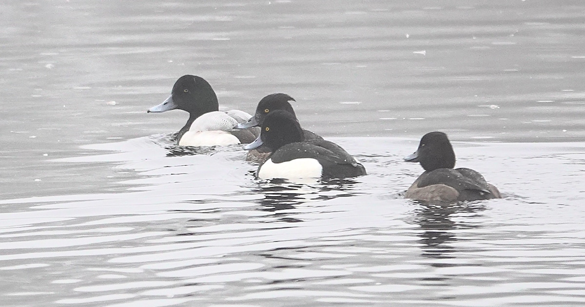 Kuifeenden duiken bij voorkeur ’s nachts, uit angst voor de meeuwen