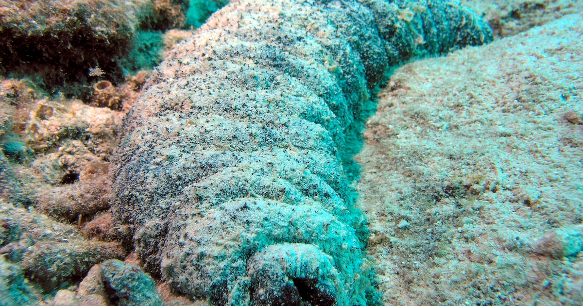 De zwemmende zeekomkommer heeft nog geen naam