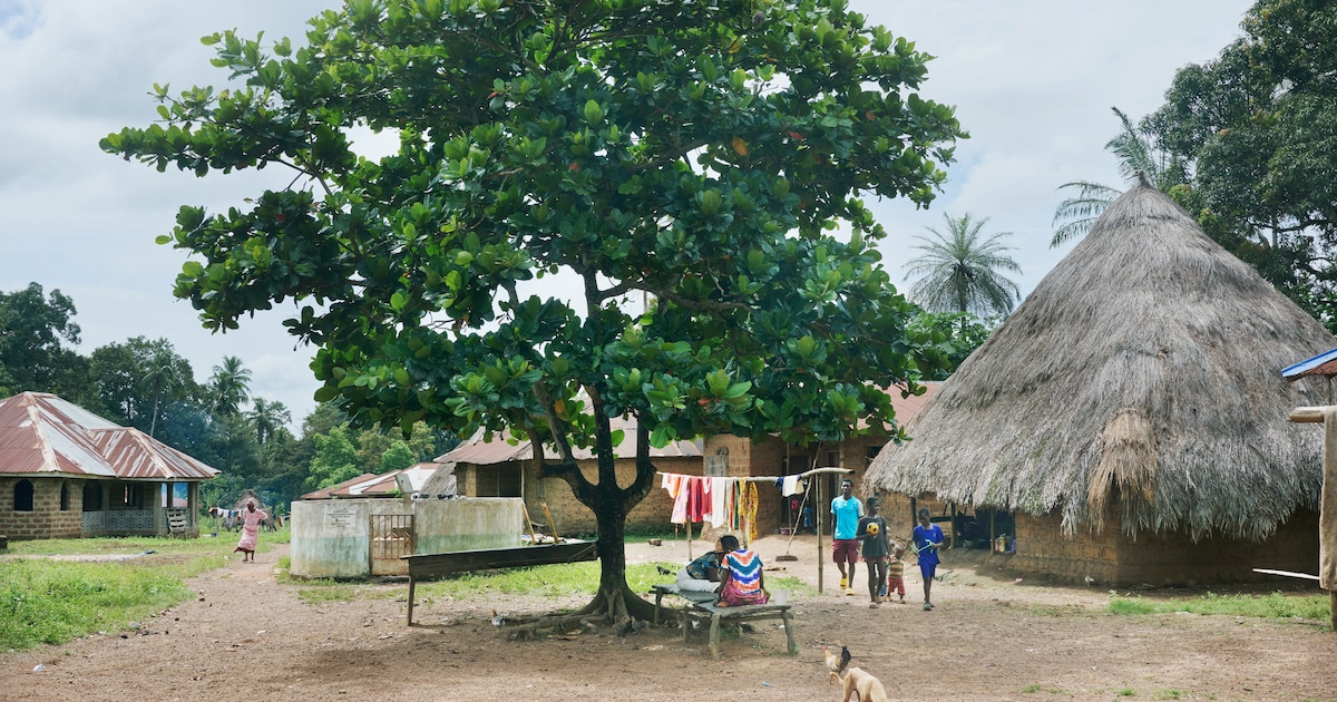 Herbebossing voor CO2-handel botst met landrechten in Sierra Leone. ‘Ik denk dat we niet eerlijk beh