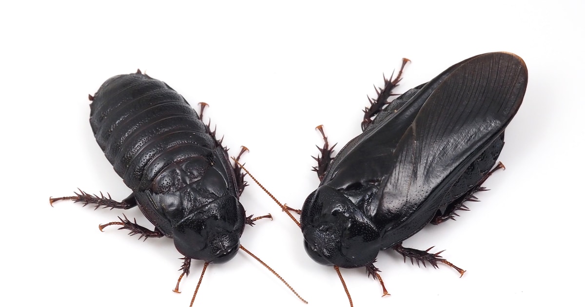 Als het echte liefde is, eet je elkaars vleugels op