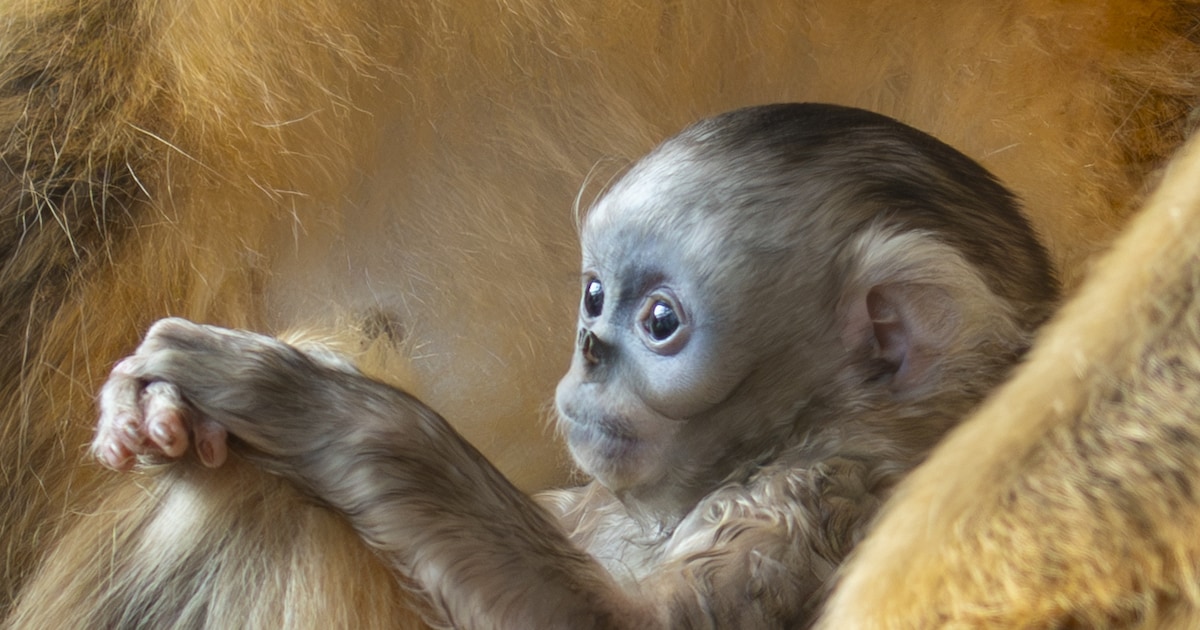 In de grootste dierentuin van Europa verdwaal je tussen de soorten