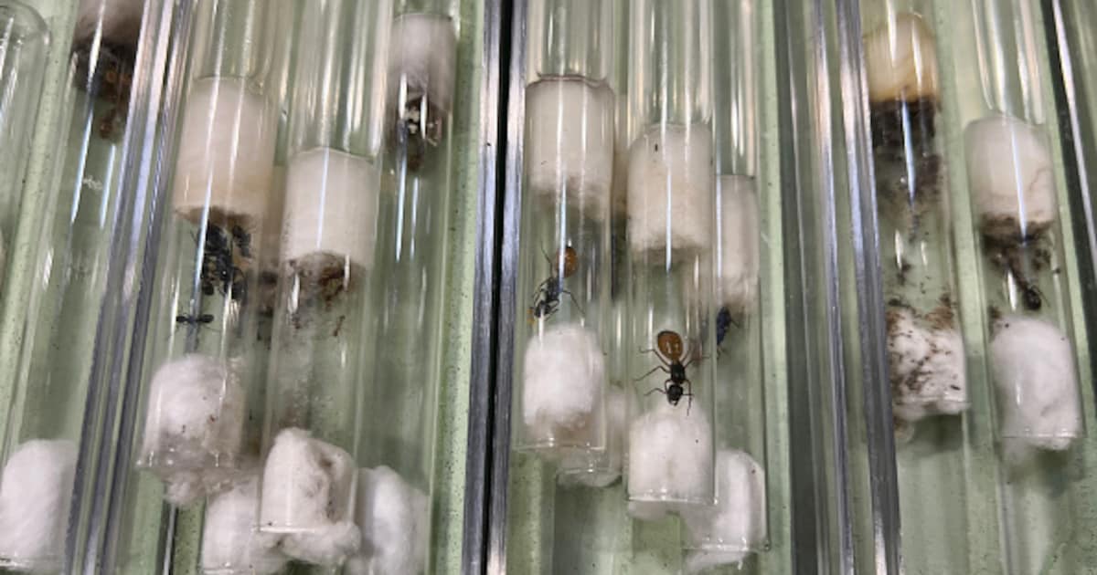 Mierensmokkel: één bevruchte koningin kan een nieuwe kolonie stichten