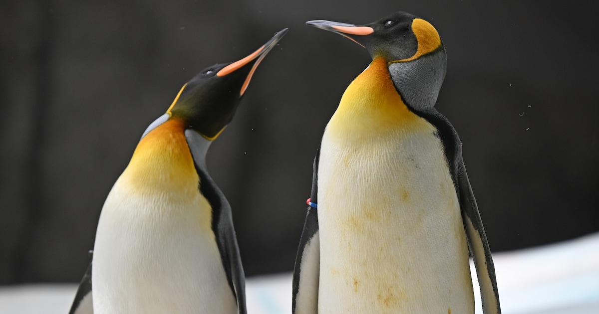 Met iconische keizerspinguïn lijdt heel Antarctica onder klimaatverandering