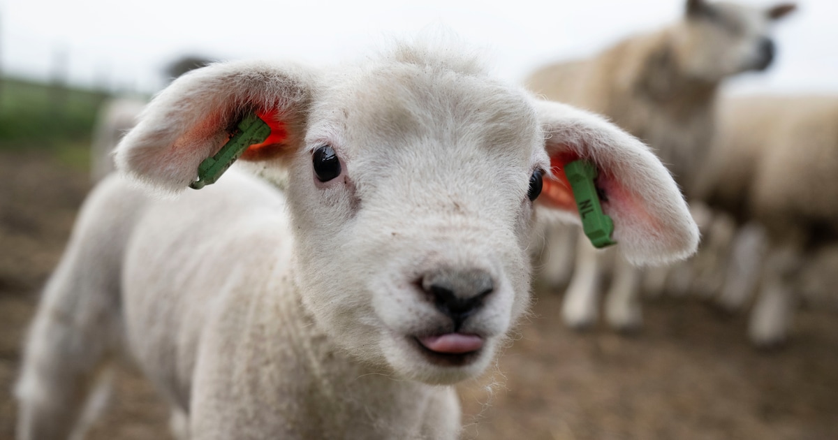 Hoe de schapen langzaam van Texel verdwenen