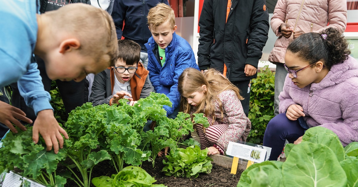 De vergeten Groninger boon maakt een comeback in de schooltuin